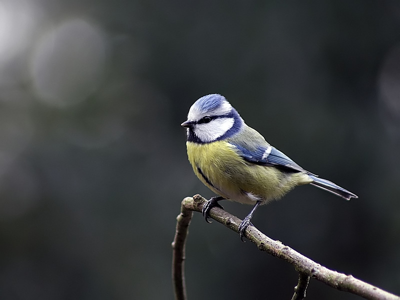 Parus caeruleus Blue Tit Pimpelmees